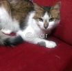 Cat for FREE Adoption! photo 3