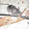 PEST CONTROL SERVICES photo 2