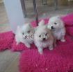 Pomeranian photo 3