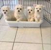 Maltese for  adoption photo 1