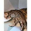 Bengal kitten for adoption photo 1