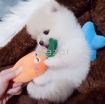 Pomeranian Puppies For Sale! photo 3