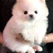 Pomeranian puppy for adoption photo 1