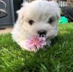 Maltese Puppies for adoption photo 3