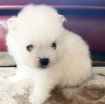 Pomerania Puppies for adoption photo 1