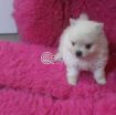Pomeranian photo 2