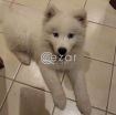 Samoyed Husky for Sale photo 1
