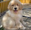 Golden retriever photo 1