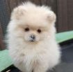 2 Beautiful Pomerania Kc Registered Ready photo 1