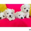 Maltese Puppies avilable for a New Home photo 3