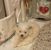 Beautiful Male and Female Pomeranian Puppies for sale photo 2
