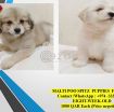 MALTI POO SPITZ  PUPPIES photo 1