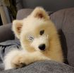 Samoyed Husky for Sale photo 4