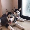 Husky dogs photo 2