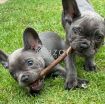 French Bulldog Puppies for sale photo 1