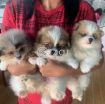 Pomeranian puppy for adoption photo 1