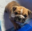 English Bulldog Puppies for sale photo 1