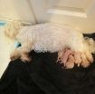 Beautiful Maltese Puppies For Sale photo 5