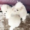 Pomerania Puppies for adoption photo 2