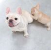 Quality French Bulldog Puppies. photo 2