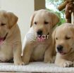 Labrador Retriever Puppies for Rehoming photo 1