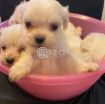 Beautiful Maltese Puppies For Sale photo 2