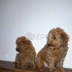 Cute Poodle Puppies available photo 5