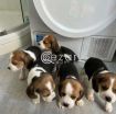 Lovely Beagle Puppies. photo 3