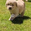 9 Beautiful Golden Retriever Only 4 Left! photo 1