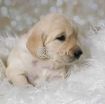 Cute Golden Retriever Puppies. photo 4