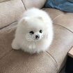 Pominerian puppy for rehoming photo 1
