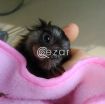 Beautiful Marmoset Monkey for sale photo 1