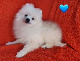 Fluffy Pomeranian Girl Looking For a Home in Qatar