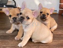 Quality French Bulldog Puppies. in Qatar