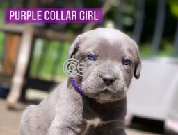Gorgeous Cane Corso  puppies for sale in Qatar