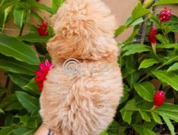 Poodle Puppies for new family in Qatar