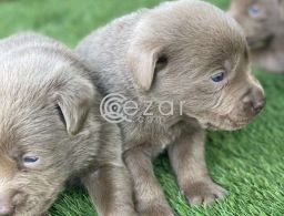 Labrador Puppies for sale in Qatar