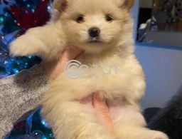 Beautiful Male and Female Pomeranian Puppies for sale in Qatar