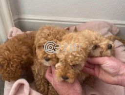 Cute Poodle Puppies available in Qatar