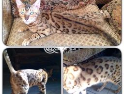 Bengal cat female in Qatar