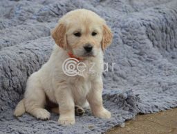 Lovely Golden Retriever Pups For Sale in Qatar