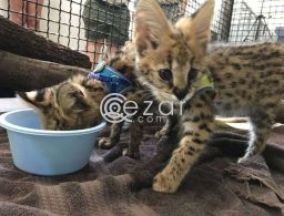 Serval Kittens Available For Sale in Qatar