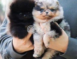 two Pomeranian puppies searching for a home in Qatar