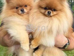 Adorable Pomeranian puppies looking for a good and caring home. in Qatar