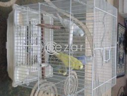 FREE; Colorful & Healthy Birds 2 Pairs with Cage in Qatar