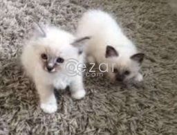 Ragdoll Kittens Available For Sale in Qatar