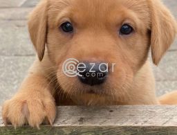 Beautiful Labrador Puppies for sale in Qatar