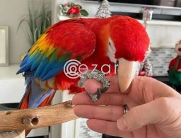 Healthy Scarlet Macaw Parrots Available For Sale in Qatar