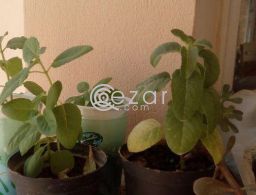 Holy basil tulsi plants a gift in Qatar