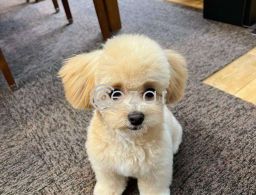 Maltipoo(Maltese x poodle) available in Qatar